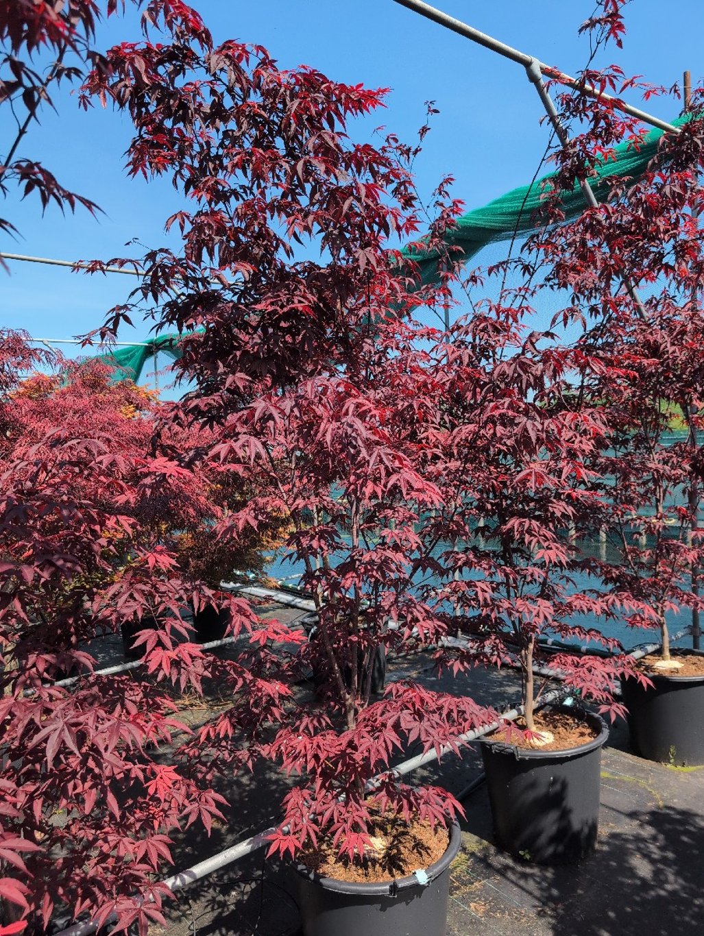 Acer pal. 'Red Emperor' - C70 175-200 CM
